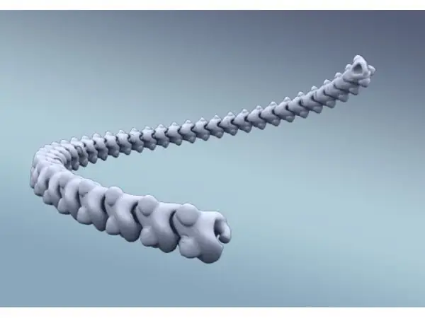 Spine Chain