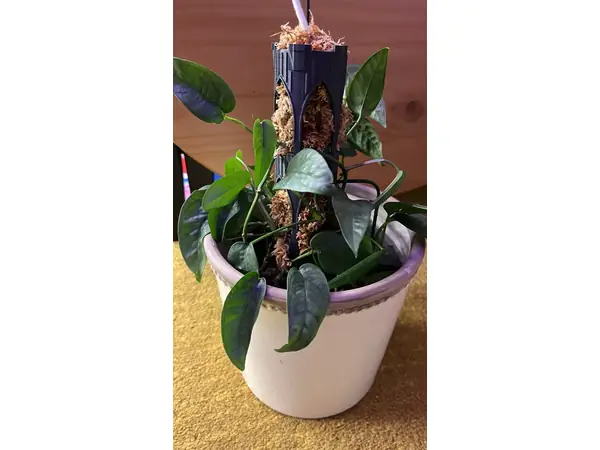Moss Pole Tower