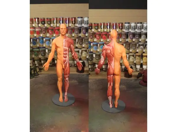 Anatomy reference