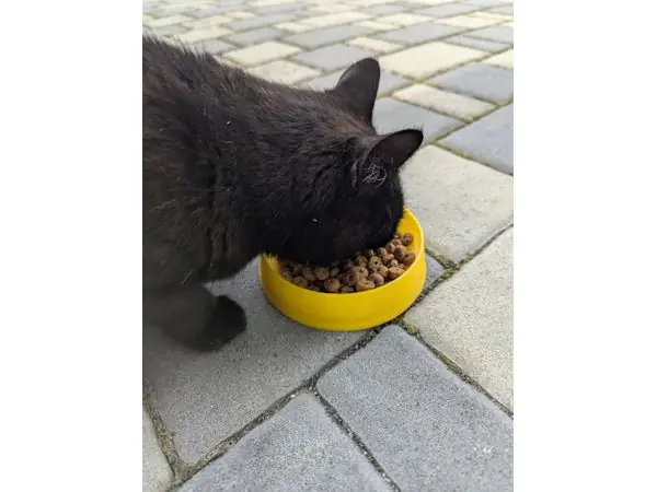 Pet's Bowl