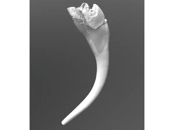 Snake Fangs