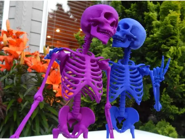 Mr Bones -- Articulated Skeleton