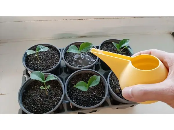 Handleless Watering Can