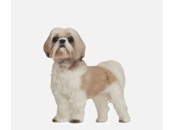 Shih tzu dog