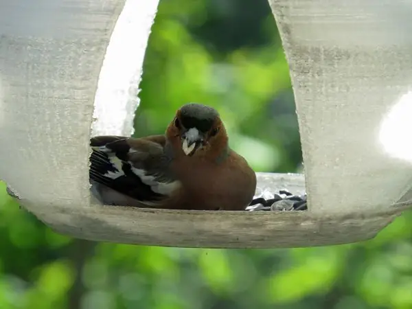 Birdfeeder church orthodox dome feeder