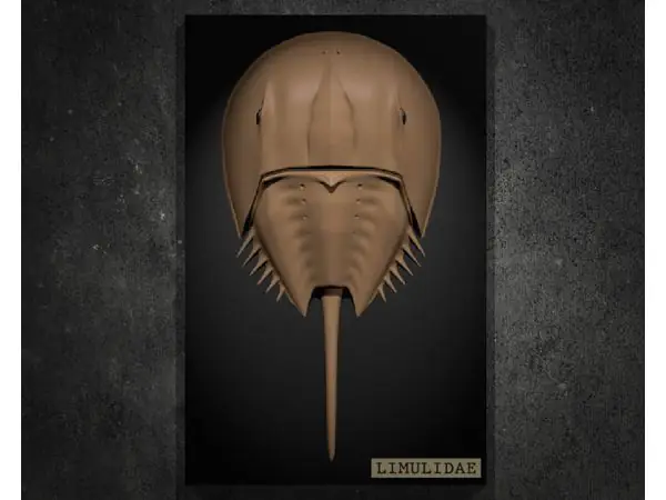 Horseshoe Crab