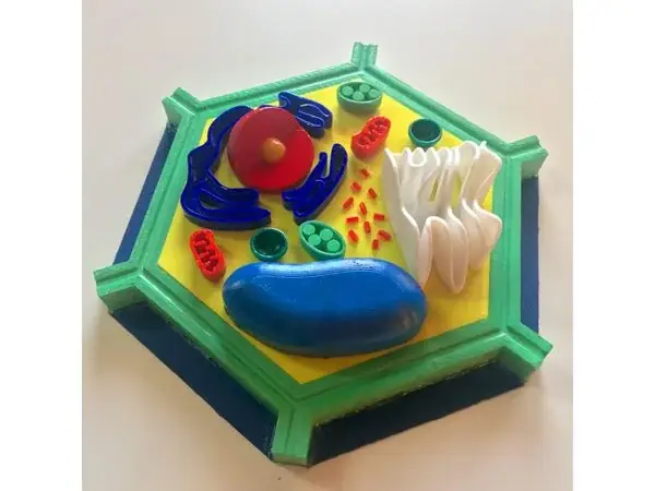 Plant Cell
