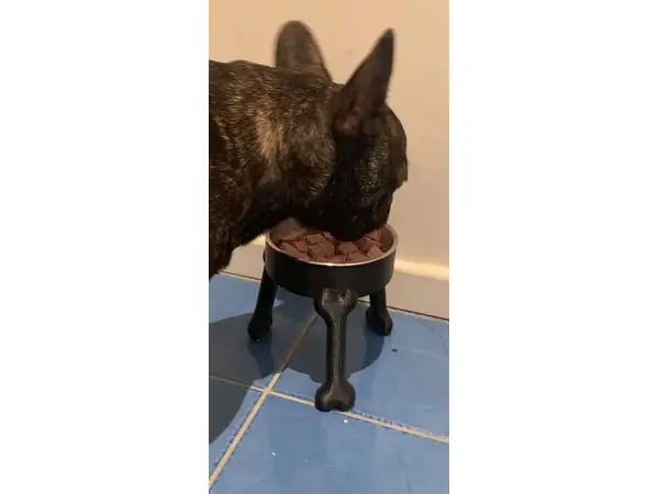 Dog Bowl Riser