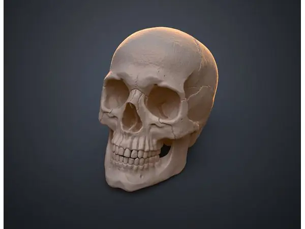 Anatomically Correct Human Skull (Homo Sapiens Sapiens)