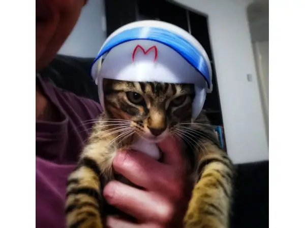 Speed Racer Cat Helmet - PUSS RACER!!