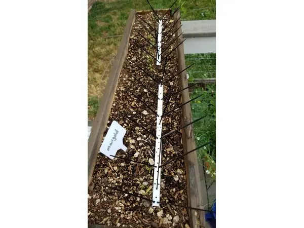 Bird Deterrent for seedlings