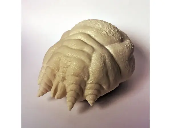 Sarcoptic Mite (Sarcoptes scabiei)