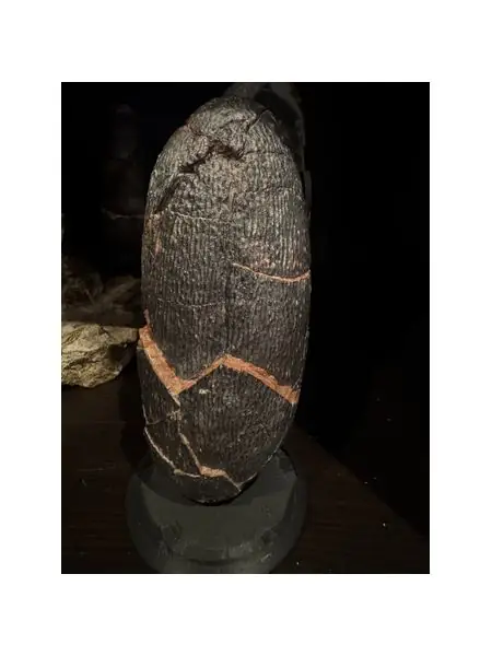 oviraptor egg (elongatoolithus) with support