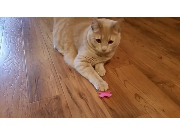 Cat Toy - Swat Top