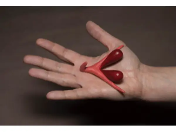 Clitoris