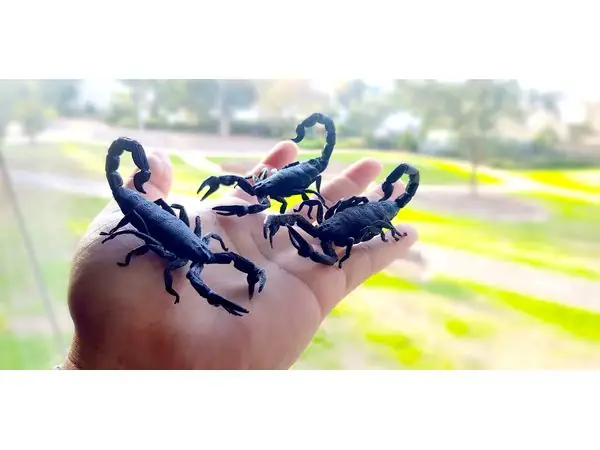 Scorpion by Drawn to Spec