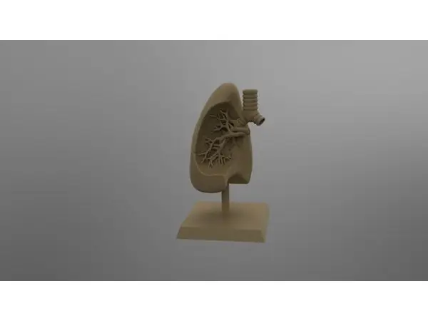 Lung model