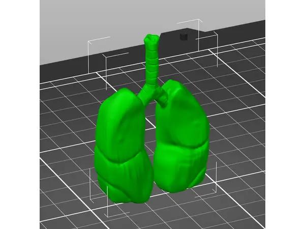 Realistic looking lungs