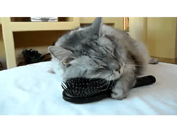 Wall brush-scratcher cat