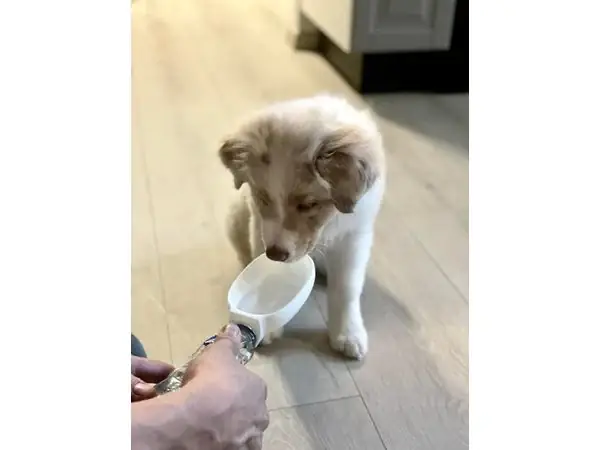 Pet Sipper - No spill water bowl