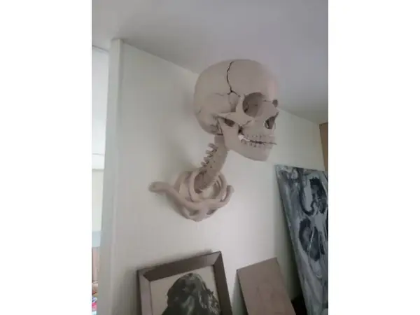 Spine wall mount for human skull