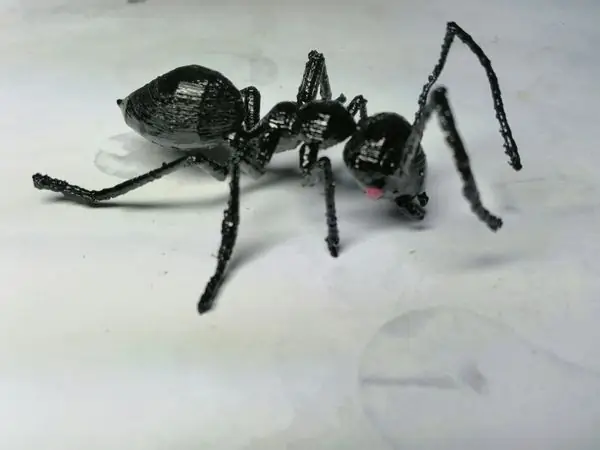 Ant