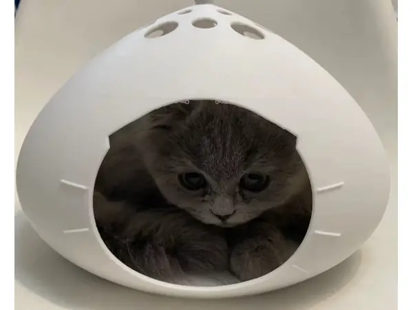 cat house