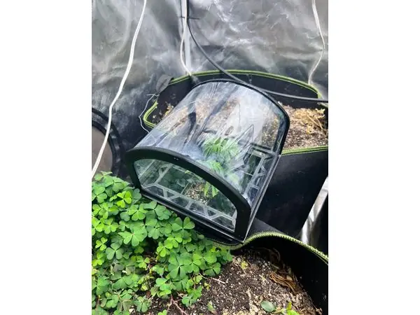 Mini Greenhouse for Clones and seedlings