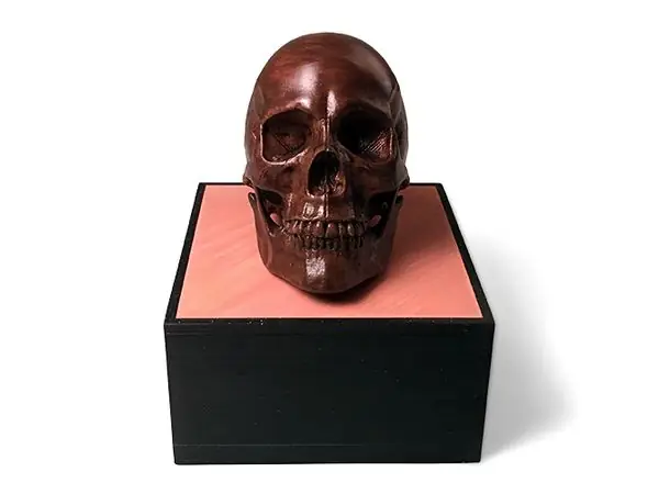 Anatomical Human Male Skull(updated 11/7/2020)