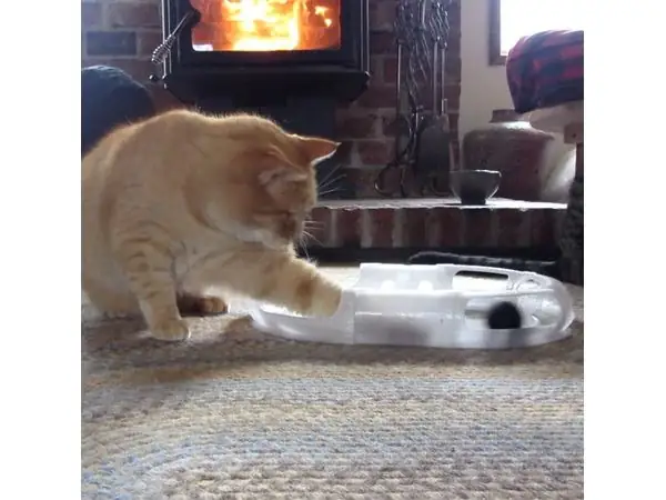 Cat Toy Race Track