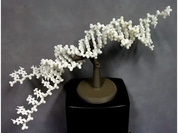 Folding DNA model kit.