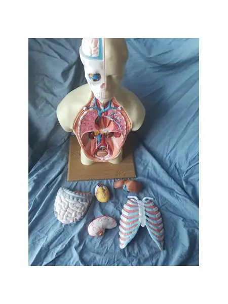 Human Anatomy Torso Model