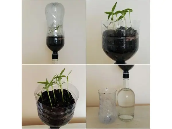 Passive hydroponic system for seedlings