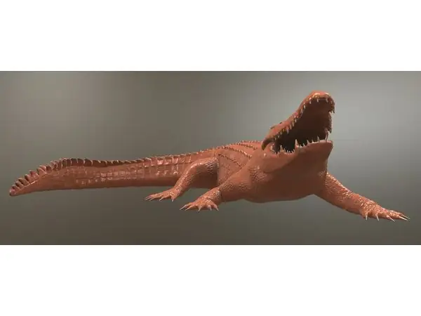 Crocodile