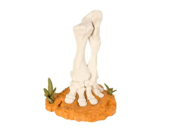 Stegosaurus Footprint