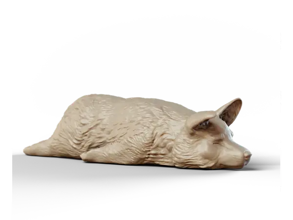 Corgi - sploot
