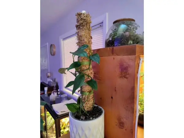 refillable moss pole