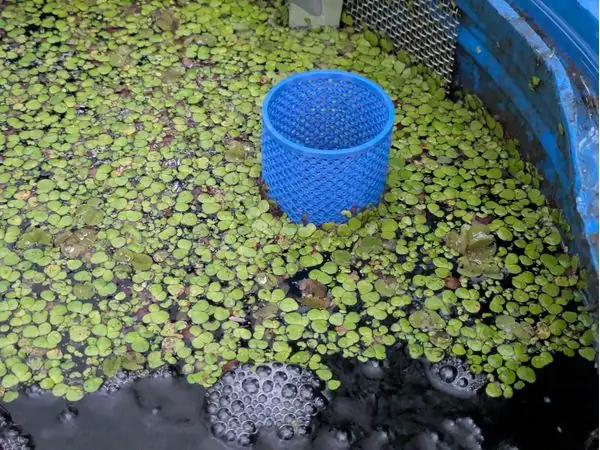 Outflow Filter pond bog filter
