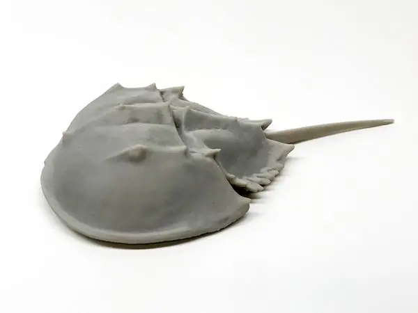 Horseshoe crab - living fossil