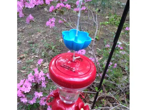 Hummingbird Ant Moat