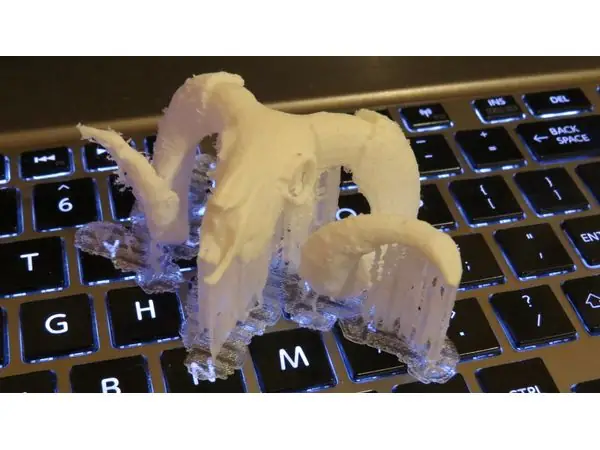 Sheep skull - Merino Ram