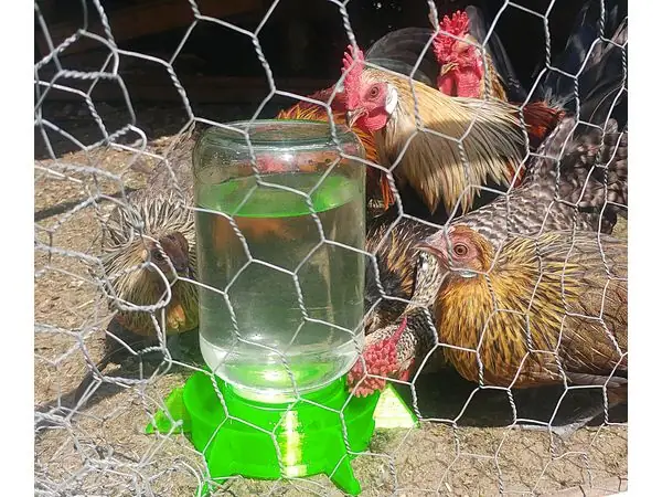 Chicken water dispenser