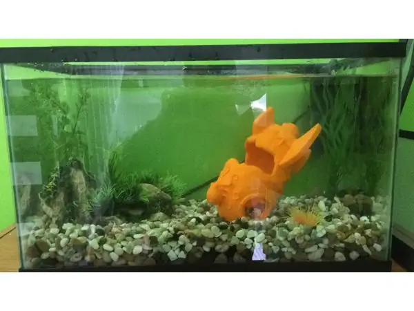 fishtank crashed rocket ship