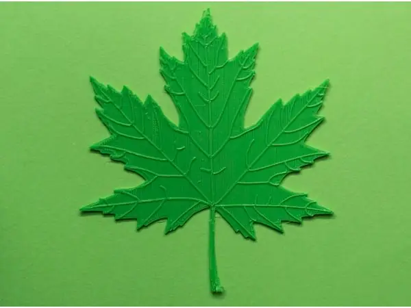 Maple tree leaf
