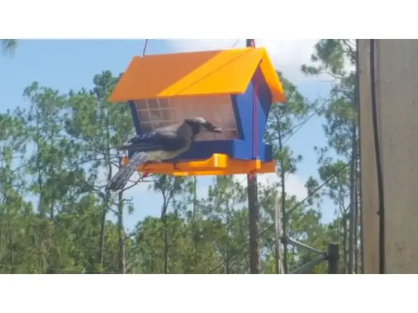 Classic Bird Feeder