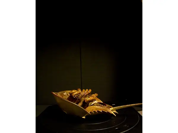 Horseshoe Crab