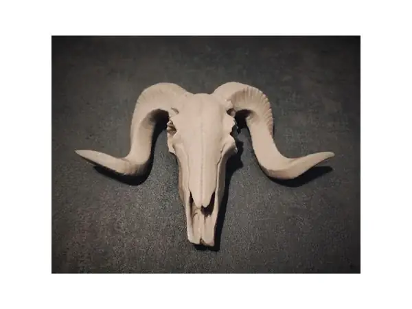 Ram / Goat Skull
