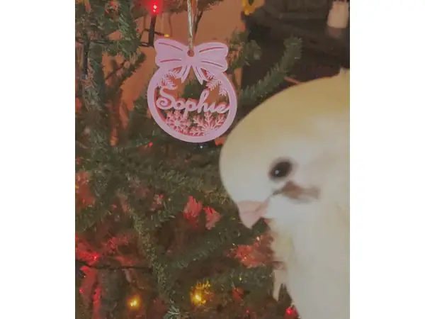 Sophie's Bow Christmas Ornament With Name(s)