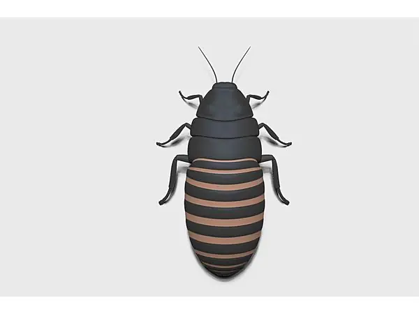cockroach