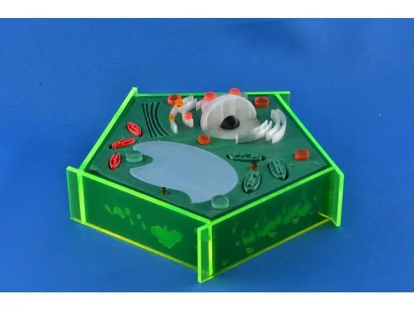 Plant Cell